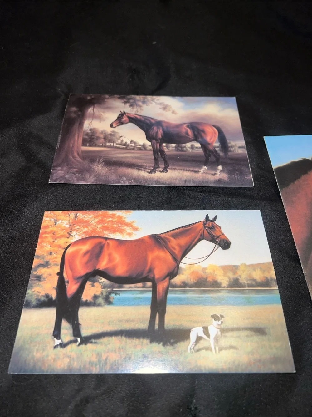 Equestrian Greeting Card Bundle